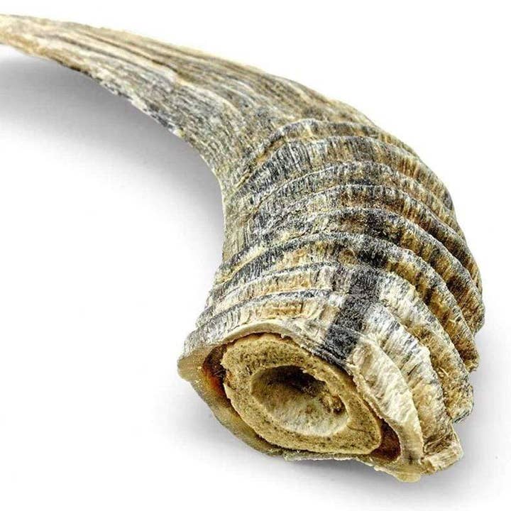 Natural Lamb Horn