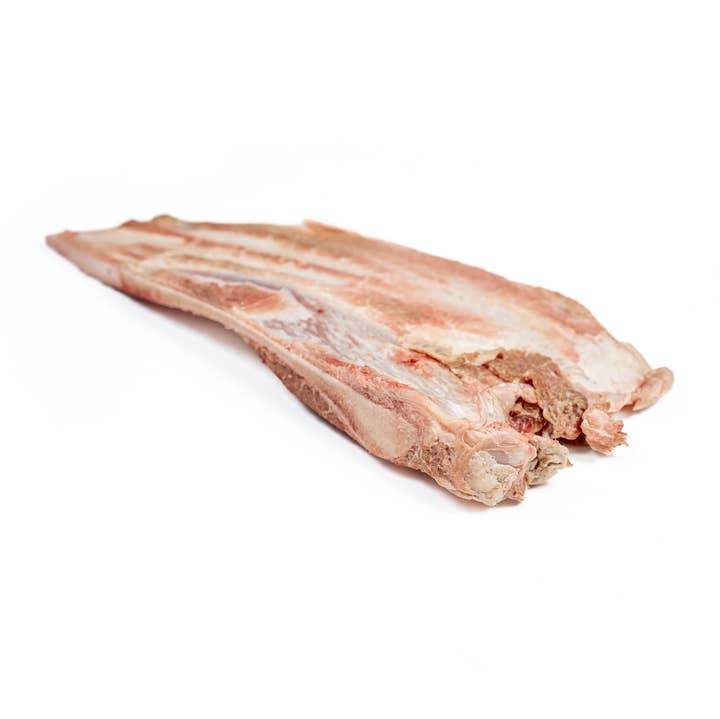 Bison Scapula