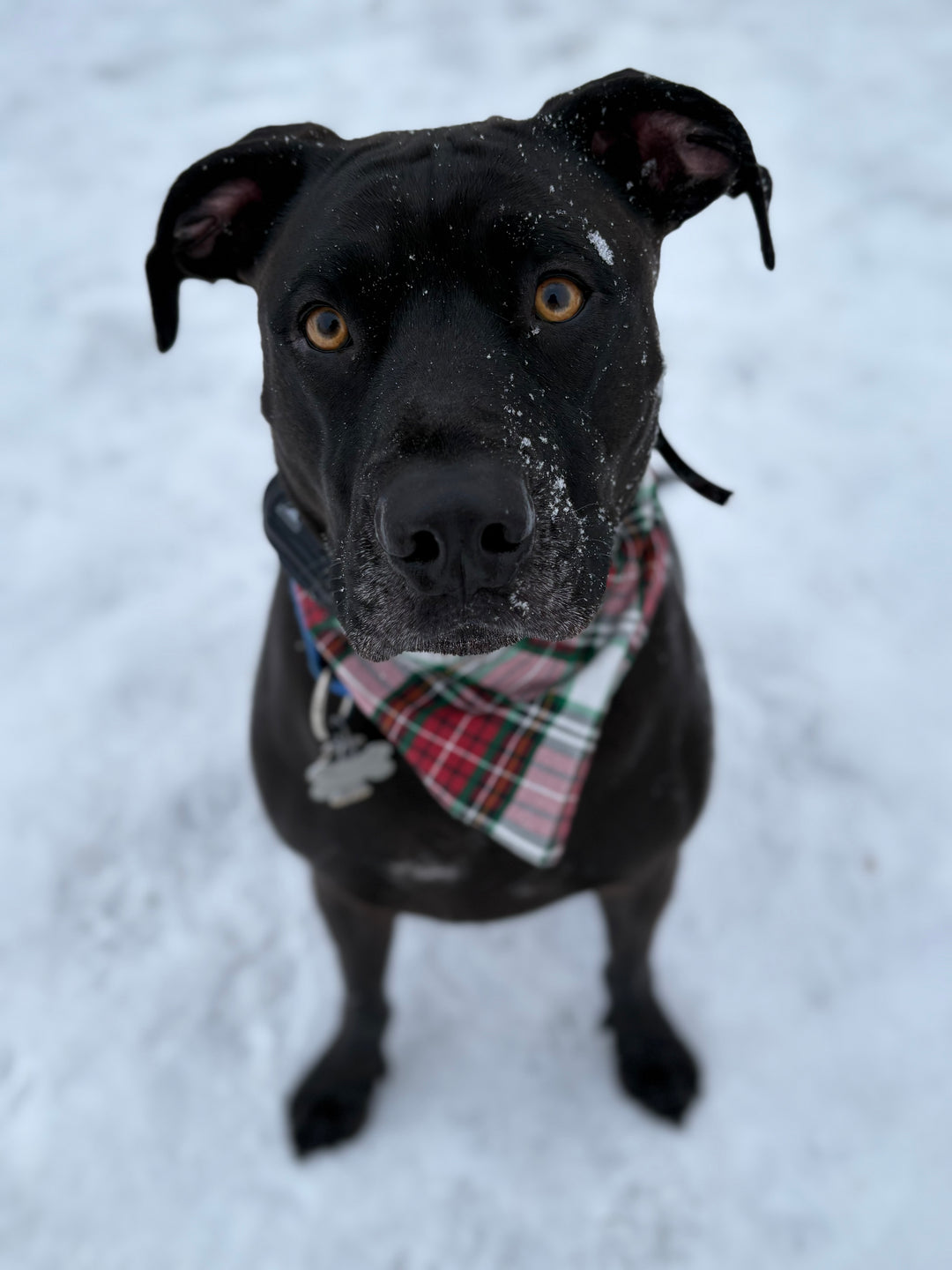 Wanderlust Wags White Plaid Christmas Bandana