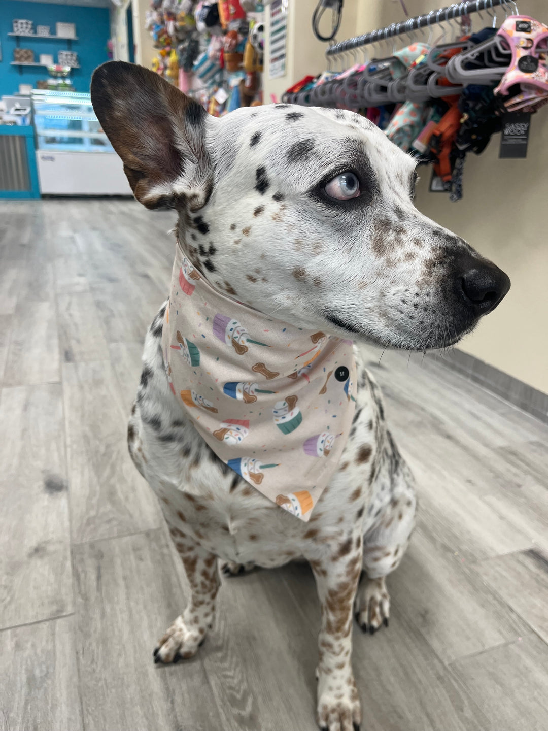 Wanderlust Wags Birthday Bandana