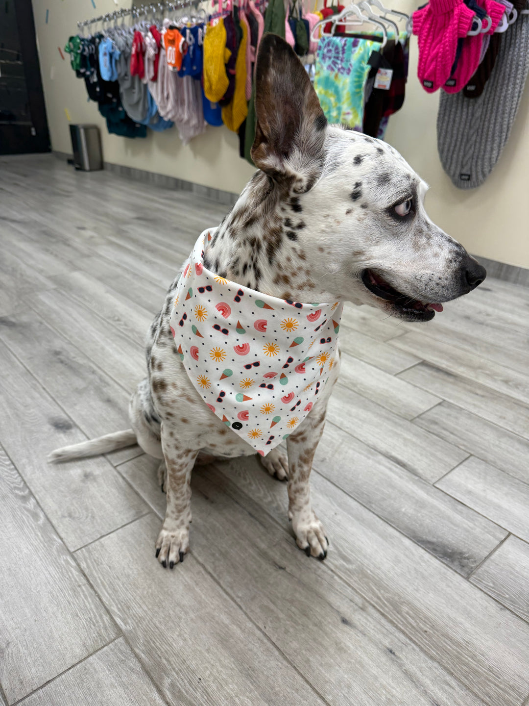 Wanderlust Wags Summer Bandana