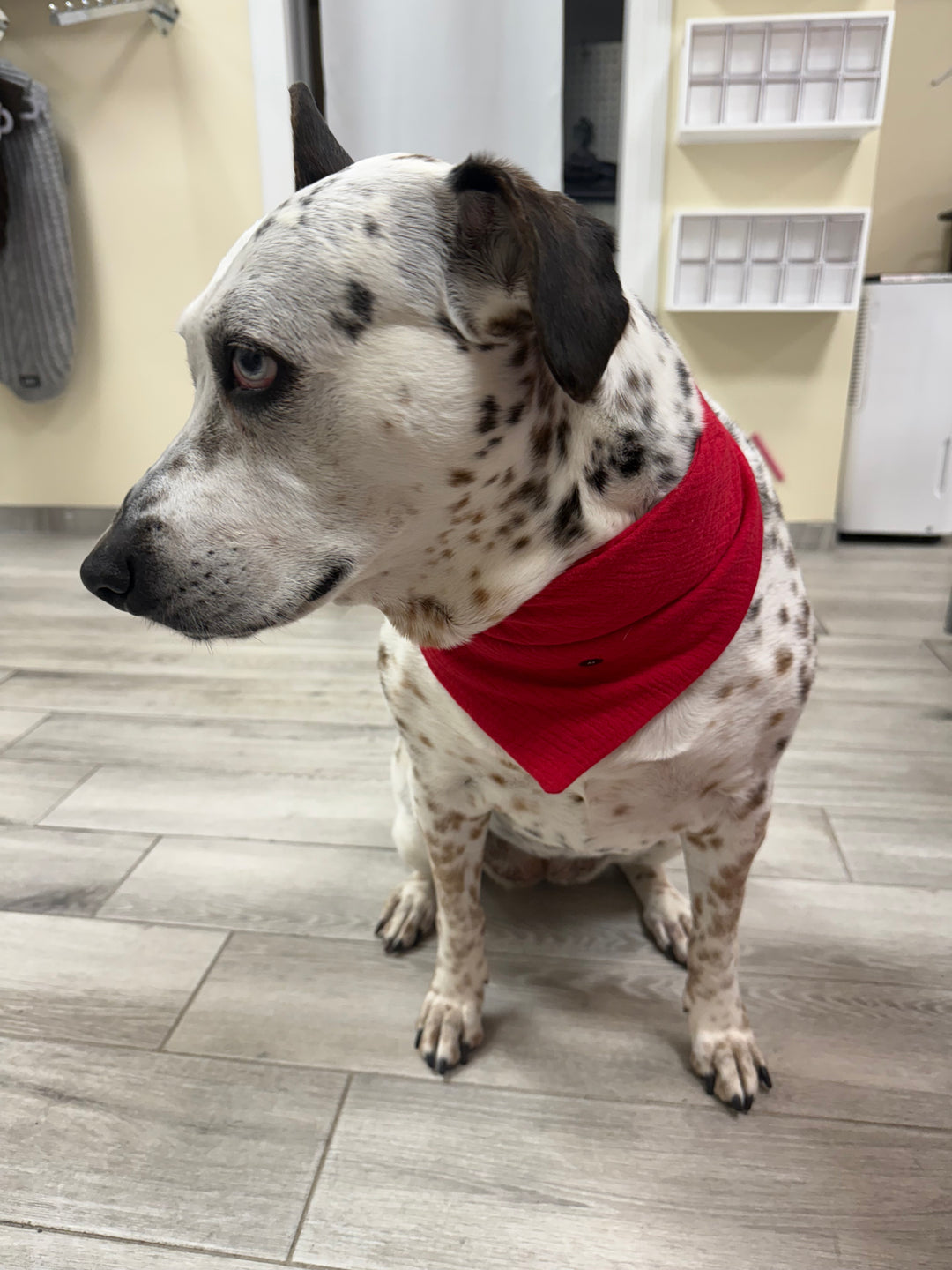 Wanderlust Wags Red Gauze Bandana