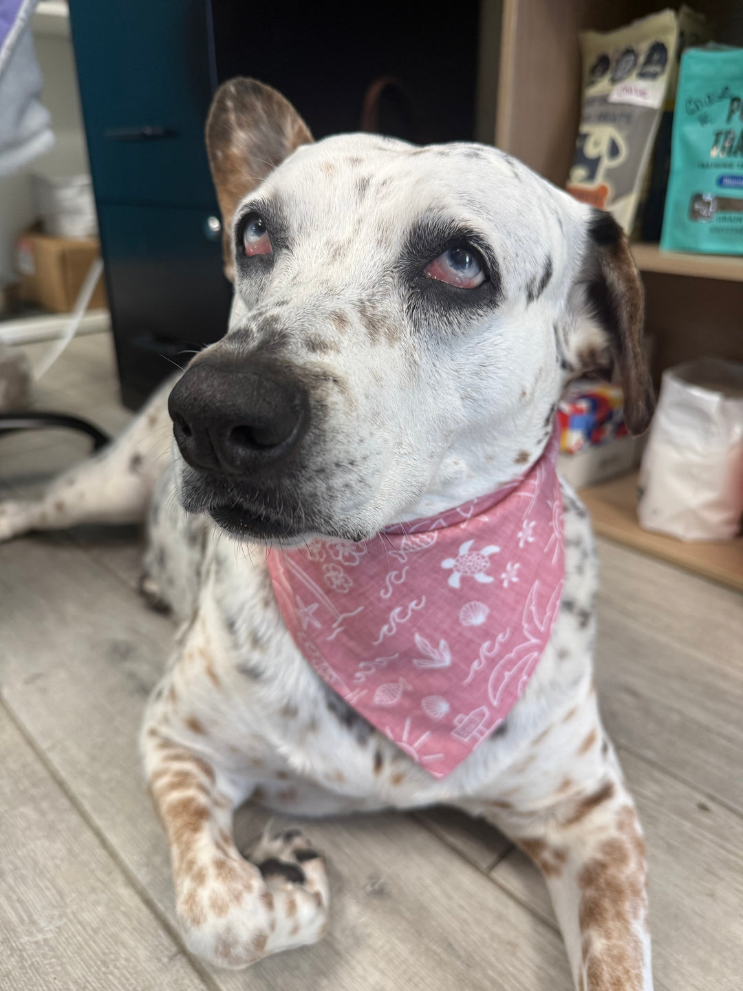 Wanderlust Wags Pretty Girl Summer Bandana